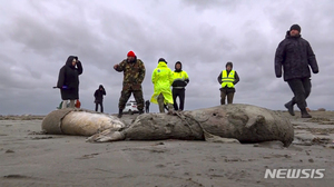 바다표범 2500마리 떼죽음…러 다게스탄 해안으로 밀려와