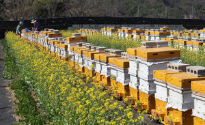 겨울철 꿀벌 피해 막아라…농식품부, 방재약품 지원·대책반 가동