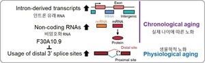 KAIST, 생체 노화 측정할 수 있는 새 RNA 지표 발견