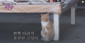 &apos;겁도 업꾸라&apos; 강남, 다친 고양이 직접 구조해 치료…"고마워서 온 거야?"