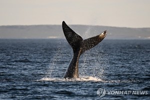 뉴질랜드·미국 과학자들 "기후변화, 고래가 막을 수 있다"…가장 큰 탄소 흡수원