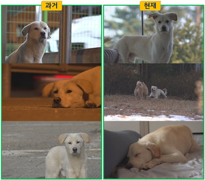 SBS 애니멀봐 &apos;스브스쥬&apos; 론칭…3번째 동물 유튜브 채널