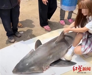 중국 인플루언서, 상어 조리장면 SNS에 올렸다가 벌금 2천만원…국가 중점보호 야생동물 2급