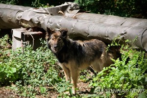 체르노빌 원전사고 37년, 떠돌이 개들 통해 방사선 노출 유전적 영향 추적
