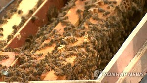 전남지역에서 꿀벌 50억마리 실종·폐사…전염병 &apos;응애&apos; 원인 추정