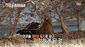 &apos;세상에 이런 일이&apos; 어느 날 시어머니가 환생해 닭으로 찾아왔다는 제보자 등장 (3)