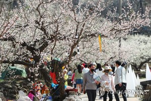 광양매화축제, 안전하고 쾌적하게 즐겨요