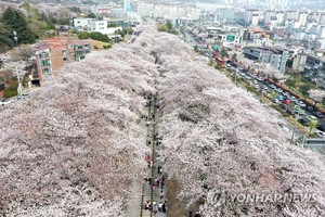 진해군항제 D-3…연분홍빛 벚꽃 아래 &apos;사랑&apos; 주제 프로그램 손짓