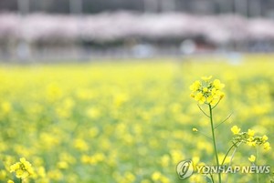 &apos;노란 봄&apos; 삼척 맹방 유채꽃 축제 29일 개막