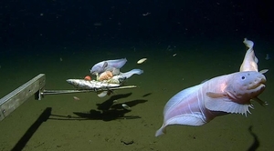 일본 해저 8천336ｍ서 심해어 꼼치 발견…"가장 깊은 곳에서 발견돼"