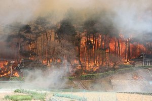 [강릉 산불] 집 100채 이상 불 타고 피해 확산…초속 30m 강풍에 헬기도 못띄워