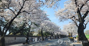 경북 벚꽃 개화 1주일 앞당겨져…이번 주말부터 축제 활짝
