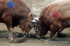 &apos;동물 학대&apos; 논란 속 소싸움 문화재 검토 보류…"학술조사 먼저"