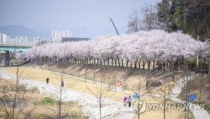 "봄을 담아가세요" 벚꽃 날리는 원주천서 게릴라 버스킹 펼쳐