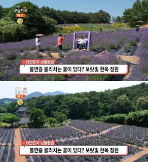‘생방송오늘저녁’ 고창 라벤더 한옥정원 위치는? 보랏빛 물결 펼쳐지는 팜스테이 관광지