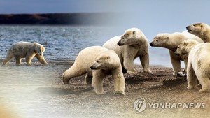 온실가스 배출 지구온난화 때문에 "북극곰 굶는날 40년새 11배…온실가스가 새끼 생존률 4%p 낮춰"