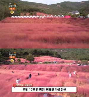 ‘생방송오늘저녁’ 고창 핑크뮬리 정원 위치는? 연간 10만 명 방문하는 핫플레이스