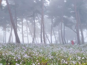 짙은 안개 덮인 아침…강원 높은 산지 오후에 눈 날릴 수도(오늘 전국 날씨)