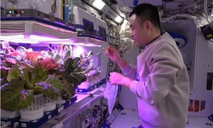 영화 &apos;마션&apos;처럼…中 우주비행사들, 우주서 토마토 등 채소 재배