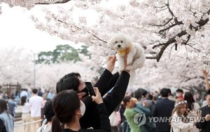 올해 진해군항제 3월 22일부터 즐긴다…역대 축제 중 가장 빨라