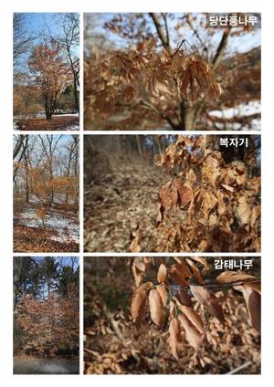 국립수목원, &apos;낙엽 안 떨어지는 이유&apos; 국제 공동 프로젝트 참여