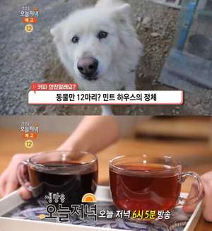 ‘생방송오늘저녁’ 산청 민트하우스 카페 위치는? “강아지·고양이만 12마리”