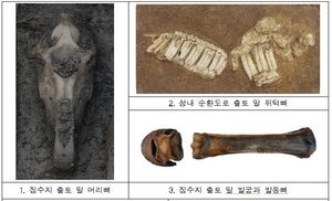 한성백제박물관, 몽촌토성 출토 &apos;동물 뼈&apos; 분석 나서