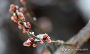 전국 흐리고 비·눈…강원산지에 최대 30㎝ 이상 눈(오늘 날씨 예보)