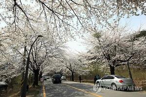 &apos;일할 사람 없어요&apos;…고령화로 속초 벚꽃축제 15년 만에 폐지