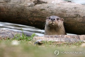 익산 금마저수지서 천연기념물 수달 &apos;포착&apos;…"생태관광지 증거"