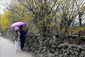 &apos;산수유꽃과 돌담길의 풍경화&apos;…남원 용궁마을서 16일 축제