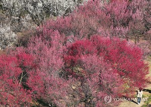 금요일 중부·충청 미세먼지 &apos;나쁨&apos;…동해안 낮 22도까지(내일 날씨 예보)