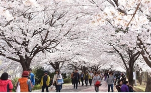 &apos;벚꽃 터널 속으로&apos; 낙동강정원벚꽃축제 29일부터 사흘간