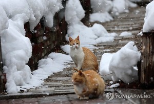 전국에 비 또는 눈 오고 기온 &apos;뚝&apos;…강원·경북 산지엔 눈 쌓여(오늘 날씨 예보)