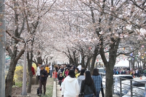 &apos;안양충훈벚꽃축제&apos; 예년보다 일주일 당겨 이달 30~31일 개최