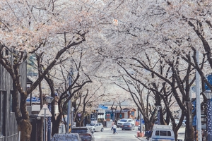 [제천소식] 청풍호 벚꽃축제 27일 개막