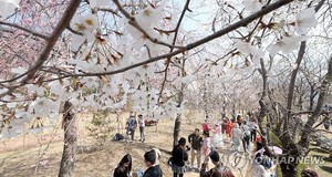 &apos;오전 오후 다른 벛꽃 개화&apos; 진해군항제 관광객 발길 이어져