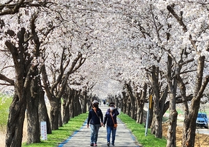 "보청천 20㎞ 벚꽃길 즐겨요" 보은서 29∼31일 축제