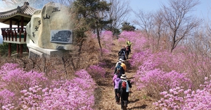 부여 옥녀봉 진달래꽃 축제 내달 6일 개최…5년 만에 재개