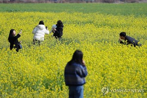 생육부진에 축제 못 열었던 대저생태공원 유채꽃 올해는 만발