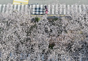 꽃샘추위에 개화 밀리니…&apos;벚꽃 엔딩&apos; 차트 재진입도 늦어졌다