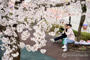 벚꽃 속에서 즐기는 국악…남원 요천에서 4∼5일 음악회 개최