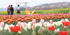 [사진톡톡] 창녕 유채꽃 단지 물들인 하얗고 노랗고 빨간 봄