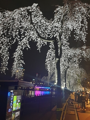 &apos;지각한 벚꽃, 끝까지 책임진다&apos;…송파구 벚꽃엔딩 콘서트