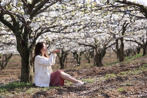 &apos;순백의 향연&apos; 6∼7일 나주 배꽃 나들이 행사