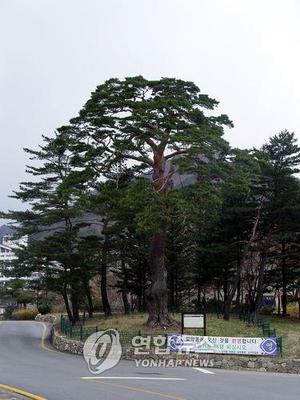 속초시, 설악동 소나무 당제 11일 재현…산행 무사 기원