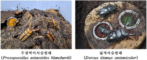 멸종 위기 곤충 &apos;두점박이사슴벌레&apos; 농가 3곳에 나눠준다