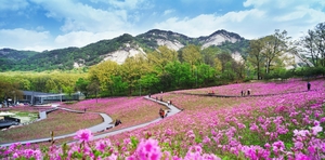 벚꽃 가고 철쭉 온다…노원구 16~28일 &apos;불암산 철쭉제&apos;