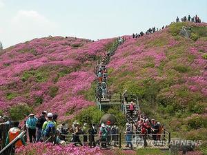 철쭉과 능선이 어우러진 수채화…지리산 바래봉철쭉제 20일 개막