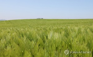 [픽! 고창] 초록빛 물결 넘실대는 고창 청보리밭